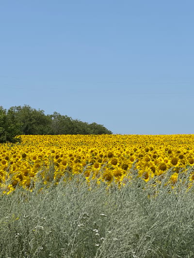 The image depicts a vast field of sunflowers under a clear blue sky. The sunflowers are predominantly yellow and densely packed, creating a vibrant carpet of blooms. In the foreground, a strip of silvery-green foliage with small white flowers is visible. Behind the sunflowers, a line of lush green trees forms a backdrop, and further in the distance, faint power lines stretch across the sky. The scene is likely situated in a rural or semi-rural area, possibly on the outskirts of Piscărești, Moldova, given the agricultural nature of the landscape and the presence of power lines often found in such settings. There are no people or animals visible in the image. The overall impression is one of natural beauty and agricultural bounty.