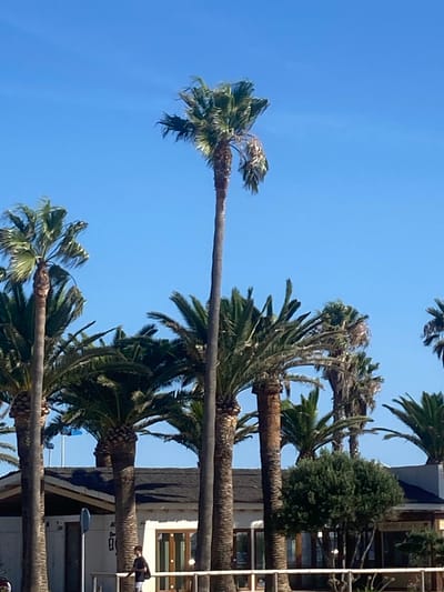 The image depicts a view of the coastline in Conil de la Frontera, Spain, dominated by several palm trees under a clear blue sky. The foreground features a row of mature palm trees with thick trunks and feathery fronds, some of which appear weathered. In the middle ground, a building with a dark roof and white walls is partially visible, with windows and doors. A small, dense green tree is situated in front of the building. A single person, appearing to be a young male wearing a dark t-shirt and shorts, is walking near the building, carrying a dark bag over his shoulder. The background consists of more palm trees and the expanse of the sky. The overall scene suggests a sunny day in a coastal town, likely a public area with some commercial establishments.