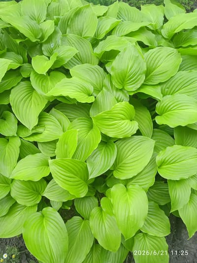 A close-up, overhead shot displays a dense cluster of vibrant green hosta leaves. The leaves are large, heart-shaped with prominent parallel veins, and slightly glossy, indicating they are healthy and well-watered. The foliage fills the entire frame, creating a rich tapestry of natural texture and color. A small white and yellow flower is visible in the lower left corner, peeking out from the dark soil. The timestamp "2026/6/21 11:25" is overlaid on the bottom right of the image. This scene is likely a garden bed within the city of Vlasivka, Ukraine, characterized by the lush greenery and common garden flora.