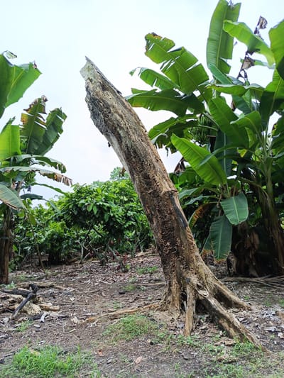 The image shows a dead, decaying tree trunk standing prominently in a field in Quevedo, Ecuador. Banana trees with large green leaves surround the trunk on both sides.  Behind the banana trees is a field of smaller, shrub-like cocoa plants with visible cocoa pods. The ground is covered in dried leaves, small sticks, and some patches of green grass. The sky is overcast.