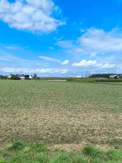 The image displays a rural landscape in Oberschaeffolsheim, France, under a clear blue sky with scattered white cumulus clouds. The foreground is dominated by an expansive cultivated field, exhibiting a mix of young green sprouts or emerging crops and sections of exposed, light brown soil with visible stubble from previous vegetation. A narrow strip of vibrant green grass is present along the very bottom edge of the frame. In the mid-ground, a cluster of residential buildings, predominantly two-story structures with light-colored facades, is visible amidst mature trees to the left. Further into the mid-ground and extending into the background, additional cultivated fields are discernible. Towards the right side of the background, industrial or commercial structures are present, including a prominent building with a bright orange roof and a tall, slender blue-grey tower, along with power lines and pylons. No individuals, animals, or specific actions are observed within the scene. The environment is agricultural with signs of distant residential and industrial development.
