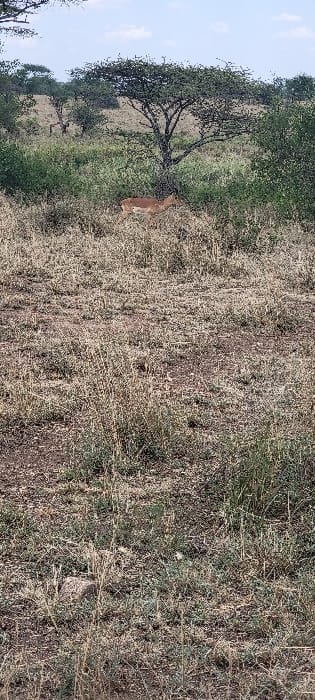 The image captures a savanna scene in Seronera, Tanzania, under a light blue sky with scattered clouds. A single impala, exhibiting light brown fur with a white underbelly and white leg markings, is positioned in the mid-ground, facing left and partially obscured by a mix of green bushes and dry, tall grasses. The foreground consists of uneven terrain covered predominantly by dry, light brown grass and exposed patches of reddish-brown soil. In the background, several acacia trees with dark green, flat canopies are visible, characteristic of the region. The distant background shows undulating, vegetated land under the horizon. No human subjects or artificial structures are present.