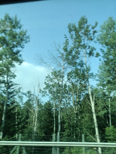 The image shows a view of trees and a bright blue sky, likely taken from a moving vehicle. The trees are tall and green, with some appearing to be bare branches. The sky is clear, suggesting a sunny day. A metal guardrail is visible in the foreground, indicating the perspective is from a road. There are no people or visible text in the image. The scene appears to be a natural setting, possibly a forest or park, in Drahňovice, Czechia. The motion blur suggests the photo was taken while driving, likely during the daytime given the bright sky.