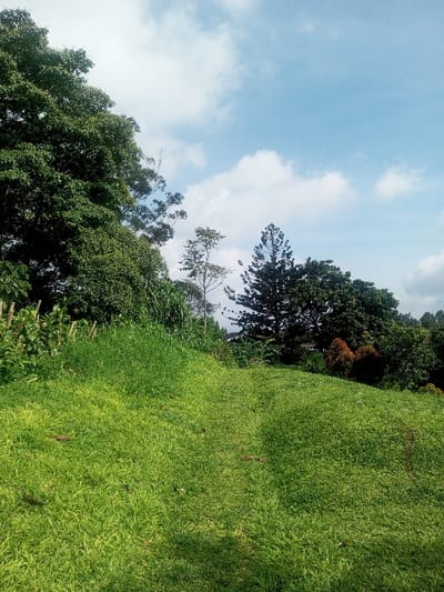 A daylight scene in Đăk Pxi, Vietnam, depicts a natural landscape dominated by an undulating, bright green grassy slope in the foreground, interspersed with darker green and yellow-green patches. A visible worn path or depression traverses the slope, extending towards the upper portion of the frame. Scattered dark debris, possibly dried leaves, are present on the grass. The midground and background are composed of dense mixed vegetation, including tall broadleaf trees on the left, a prominent dark green conifer, a lighter-colored deciduous tree, and other green and some reddish-brown foliage. In the far distance, partially obscured by trees, a structure with a light-colored roof and walls is discernible. The sky overhead is clear blue with scattered white cumulus clouds. No human subjects, actions, or interactions are visible.