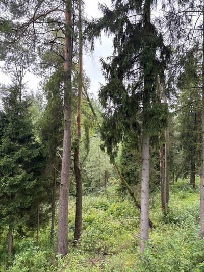 A dense forest with tall evergreen and deciduous trees dominates the image. The ground is covered with lush green foliage and undergrowth. In the center of the image, a large evergreen tree with dark green branches hangs over a smaller, thinner evergreen tree. To the right, a tall, slender deciduous tree with light gray bark stands prominently. A scattering of smaller trees and bushes fills the background. The sky is overcast and appears a pale gray. The scene is tranquil and appears to be in a natural setting, possibly within the Pavlovskaya Sloboda, Russia area, known for its extensive forests. No people are visible in the image.