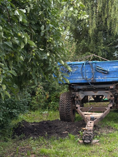 The image shows a rural scene with a blue trailer parked on a grassy area. The trailer is weathered and appears to be old. In the foreground, a pile of dark soil is visible. To the left, a tree with green leaves and small green fruits, possibly apples, hangs over the scene. The background consists of dense green foliage. The overall impression is one of a functional, outdoor storage or work area in a natural setting, possibly in a village or on the outskirts of a settlement. The location is stated to be in the city of Chaykovskaya, Russia, which aligns with the rural, natural elements depicted. There are no people visible in the image.