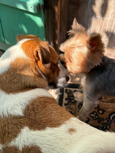 The image shows two dogs interacting closely, their muzzles touching. The dog in the foreground is larger, with brown and white markings. The dog in the background is smaller and appears to be a Yorkshire Terrier, with tan and gray fur. They are positioned on a rug with a patterned design. The environment is outdoors, with a green wooden structure on the left and a wooden wall with chalk markings on the right. Sunlight casts shadows on the scene. The location in the city of Sylva, Russia, is not discernible from the image.