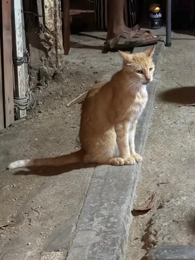 An orange cat stands on a concrete ledge, its front paws gripping the edge. The cat's tail hangs straight down with a white tip. A person's leg with a sandal and a bottle of Modelo peeks in from the left. Below the cat, there is some sort of wooden structure held together by some sort of rope. The background is a rough, aged concrete wall and soil.