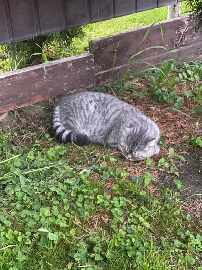A striped grey cat is curled up asleep on the ground near a wooden fence in Uhornyky, Ukraine. The cat is resting in the shade of the fence, with its head tucked into its body. The ground is covered with grass, clover, and some dry leaves. The fence appears to be made of weathered wood, with a dark brown stain. There is a hint of greenery from a tree or bush behind the fence. The lighting suggests it is daytime.