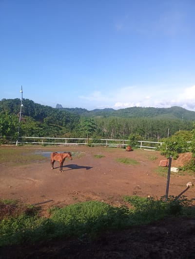 The image shows a rural scene in Ban Tak Daet, Thailand. A brown horse stands in a dirt enclosure partially surrounded by a white fence. Beyond the fence, a lush green landscape of trees and hills stretches into the distance under a blue sky. Another horse, or possibly a pile of hay, is lying down in the dirt enclosure. The foreground contains green vegetation. A utility pole with lights is visible near the left side of the fence. A basketball hoop and other miscellaneous objects can be seen near the fence on the right side of the image.