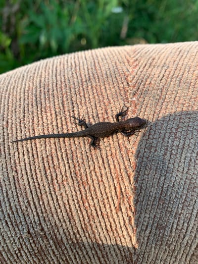 A dark-colored lizard rests on a textured, woven surface, likely an outdoor piece of furniture or fabric. The surface has a distinct chevron pattern created by the weave. Sunlight casts a shadow of the lizard and part of the surface onto the object. In the blurred background, green foliage is visible, suggesting an outdoor setting. The location is identified as Dublenevka, Russia.