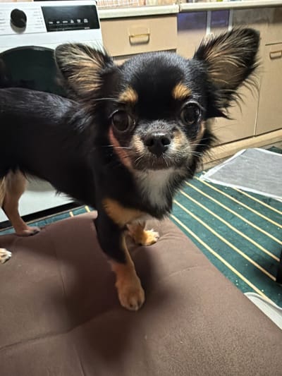 A long-haired Chihuahua dog, with a black coat and distinctive tan markings around its eyes, muzzle, and on its feathery ears and paws, is the central subject of this indoor photograph. The dog is looking directly at the camera with an attentive and curious expression, its dark eyes wide and ears perked upwards. Its front paws are resting on a textured, brown upholstered surface, likely a couch or chair.
The setting appears to be a home in Dragovishtitsa, Bulgaria. In the left background, a portion of a white electrical appliance, possibly a heater or air purifier, with a black control knob and vertical vents, is visible. Behind the dog, on the floor, there is a green carpet or mat with contrasting yellow stripes. Further back, light-colored furniture or cabinets can be seen, featuring faint, indistinct letter-like shapes that are not clearly legible. The image is taken from a slightly elevated angle, looking down at the dog, which appears engaged with the photographer.