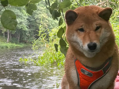 A shiba inu dog wearing an orange harness sits in front of a body of water. The dog's head and upper body are in focus, with the water and foliage behind it blurred. The water appears to be rain-slicked, with small ripples on its surface. Trees and lush green vegetation line the far bank of the water. Overhead, green leaves hang from branches, obscuring part of the sky. The scene is outdoors, likely in a natural setting.