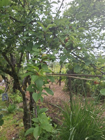 The image captures a close-up view of a plum tree branch laden with green, unripe plums. The branch is adorned with vibrant green leaves, some showing signs of slight wilting or damage. The background reveals a blurred outdoor environment, suggesting a garden or backyard setting. A rusty metal fence runs horizontally across the middle ground, partially obscuring a patch of dry earth. To the left, the trunk of a larger tree with mossy bark is visible, along with some green foliage and a hint of what might be a pink flower. To the right, a dense clump of long, green grass is prominently featured. The overall lighting is subdued, indicative of an overcast day. The scene is located in Zeda Sazano, Georgia.