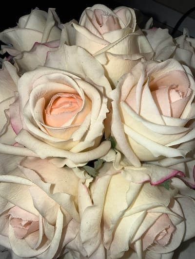 This close-up image displays a tightly packed arrangement of artificial roses, presenting a dense, textural composition. The flowers feature numerous overlapping petals, primarily in off-white or cream tones for the outer layers, which exhibit a soft, fabric-like texture with visible fine fibers, suggesting a slightly worn or delicate feel. Many outer petals also show subtle hints of dark pink or magenta along their edges. The inner, more central petals of each rose are a delicate, soft pink or peach hue, forming a distinct spiral pattern within the bloom's core. Small specks of muted green are occasionally visible between some of the flowers, likely representing leaves or sepals. The lighting, appearing artificial, highlights the intricate details and texture of the petals and casts soft shadows, adding depth to the arrangement. The background is largely indistinct and dark, emphasizing the floral subjects. No activity or event is taking place, and no text is visible within the image. The scene is situated in Zvezditsa, Bulgaria, though this geographical context is not visually discernible from the image itself.