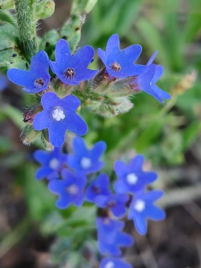 The image is a close-up, shallow depth of field shot of several small, bright blue flowers with five petals each. The flowers are clustered together on a green, slightly fuzzy stem. Some of the flowers have a white center, while others have a darker, almost brown center with visible reproductive parts. The background is a blur of green foliage and some brown, earthy tones, suggesting an outdoor setting. The focus is primarily on the flowers in the foreground, with the background elements softly out of focus. The lighting appears natural, likely daylight, and there are no visible signs of specific weather conditions. The image evokes a sense of delicate natural beauty and tranquility. There is no text visible in the image.
