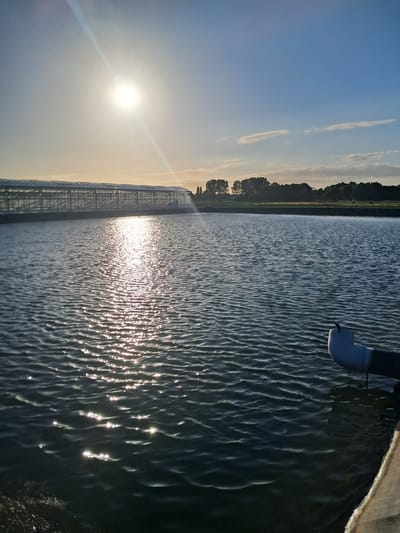 A body of water, likely an aquaculture pond, is situated in the foreground. The sun, a bright, blown-out disc, is low in the sky and slightly off-center to the left, casting a strong glare and a shimmering reflection across the water's surface. The water is rippled, indicating a gentle breeze. Along the far edge of the pond, a long, glass-paneled greenhouse structure stretches horizontally across the frame. Behind the greenhouse, a line of trees forms a dark silhouette against the sky, with a strip of lighter land between the greenhouse and the trees. The sky above is a gradient of pale blue at the horizon, transitioning to a deeper blue higher up, with a few wispy clouds. In the lower right corner of the image, a white pipe, part of some pumping or drainage system, protrudes into the water. The overall scene appears to be a rural or agricultural setting, possibly on the outskirts of Tinte, Netherlands.