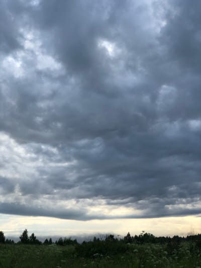 The image depicts a wide, panoramic view of a landscape under a dramatic, cloudy sky. The upper two-thirds of the frame are dominated by heavy, dark gray storm clouds, with patches of lighter gray and white breaking through in places, suggesting an overcast or approaching storm. Below the clouds, a thin band of bright, pale yellow light separates the sky from the horizon.

The lower third of the image shows a dense, dark green treeline stretching across the entire width of the frame. The trees vary in height and density, with some appearing taller and more pointed, likely coniferous, while others are shorter and broader. In front of the treeline, a field of green grass and white wildflowers fills the foreground. The vegetation appears lush and untamed, with some taller stalks of plants visible.

The scene is devoid of any people or animals. The overall impression is one of a natural, rural environment in Izdeshkovo, Russia, under a foreboding sky. The lighting is dim and diffused, typical of a cloudy or stormy day. There is no discernible action taking place; the image captures a static, atmospheric landscape.