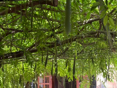 View looking upwards through a dense canopy of green wisteria leaves and seed pods. The branches of the wisteria are visible above, creating a complex network. Below the canopy, part of a building can be seen with a wooden door and window with multiple panes of glass. The scene is located in Bunyola, Spain.