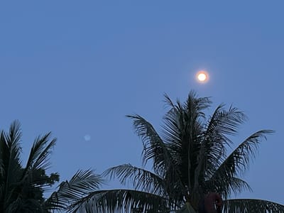 The image depicts a twilight scene with a clear, deep blue sky. A bright, circular object, likely the moon, is visible in the upper right quadrant, casting a warm, orangish glow. To the left of the moon, a faint, hazy white circular object is also present, possibly another celestial body or atmospheric phenomenon. In the foreground, the dark silhouettes of palm trees dominate the lower half of the frame, their fronds reaching upwards towards the sky. The foliage is dense, with some hints of green visible in the less shaded areas. The overall impression is one of a calm evening, with the natural elements of the sky and vegetation taking center stage. The scene is consistent with the environment of Legonipah, Indonesia, which is known for its tropical climate and abundant palm trees.