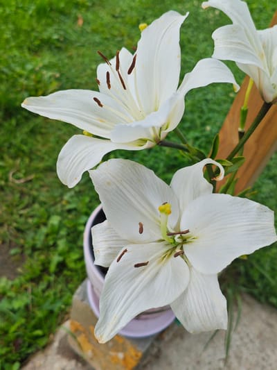 In the village of Syanovo-1, SNT, Russia, a close-up shot captures two white lilies in bloom against a blurred green grassy background. The lily in the foreground is open, revealing its delicate petals and prominent stamens with brown tips. To its left, another white lily is also in bloom, with its petals extending outwards. A pink pot is visible at the bottom of the frame, containing the lilies, and a wooden post is situated to the right, partially obscured by the foliage. The lighting suggests it is daytime, and the overall scene conveys a sense of natural beauty.