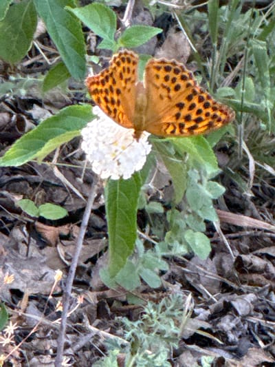 An orange butterfly with black spots is perched on a white flower. The butterfly's wings are spread open, revealing its intricate patterns. The flower is small and delicate, with many tiny petals. The background is a blur of green leaves and brown foliage, suggesting a natural outdoor setting, likely within the Municipal Unit of Meliteieis, Greece. The scene is captured in a close-up shot, focusing on the butterfly and flower.