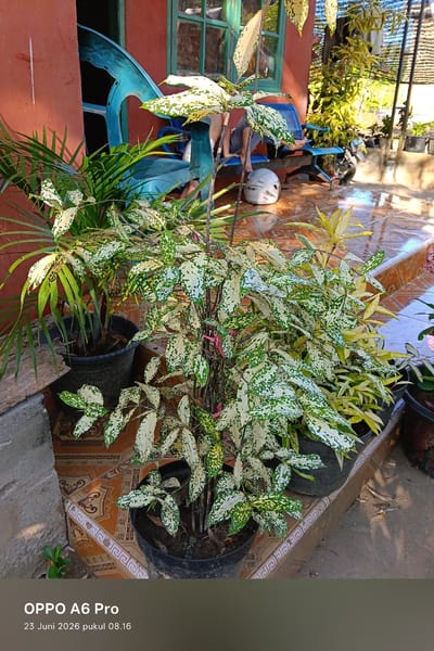 In the city of Rheum Barat, Indonesia, an outdoor scene is depicted with a focus on a variegated plant in a black pot. The plant features leaves with irregular splotches of white and green. To the left of this plant, another potted plant with long, slender green leaves is visible. Behind the plants, a red-walled building with a green-framed window is present. A bright blue plastic chair is situated near the building, and a white helmet rests on the tiled ground in front of it. The ground is covered in patterned tiles, and sunlight casts shadows, indicating it is daytime. The background includes other potted plants and a dark net-like structure, suggesting a semi-outdoor or garden area. A portion of a person's legs is visible on the blue chair. The timestamp "23 Juni 2026 pukul 08.16" and "OPPO A6 Pro" are superimposed at the bottom of the image.