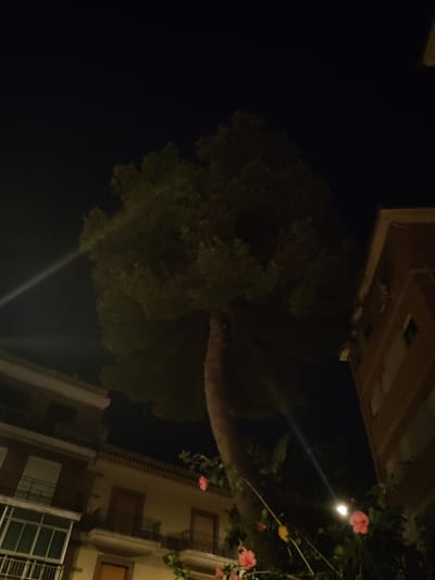 The image is a nighttime outdoor shot taken from a low angle, looking up towards a large tree with a dark canopy. The tree is positioned in the foreground and center, with its trunk visible to the right. To the left of the tree, a multi-story building with several windows and balconies is partially visible. To the right of the tree, another building, appearing to be a residential building, is seen with windows and a light-colored facade. The sky is dark, indicating nighttime, and there is a faint beam of light emanating from the upper left corner of the image, possibly a light source. Several pink flowers are visible in the lower right portion of the image, attached to branches that extend from the tree. The scene suggests an urban environment in Motril, Spain, possibly a street or courtyard with mature trees and buildings. There are no people or animals visible in the frame. The overall atmosphere is quiet and serene, illuminated by artificial light sources that create a somewhat dramatic effect due to the darkness.