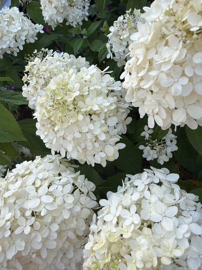 The image displays a close-up view of white hydrangea flowers, with several large flower clusters dominating the frame. The blossoms are densely packed, forming rounded heads with numerous small, four-petaled florets. The flowers exhibit shades of white and a hint of pale green, suggesting they may be in different stages of bloom or aging. Dark green leaves serve as a backdrop, creating a lush contrast to the bright flowers. The lighting suggests an outdoor setting, possibly a garden or park, with natural light illuminating the scene. There is no indication of the specific location within Vikulovo, Russia, or any people or actions.