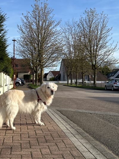 A white, medium-sized dog is standing on a brick sidewalk next to a street in Truchtersheim, France. The dog is wearing a red harness and looking upwards and slightly to the left. A row of trees lines the street, and houses with white picket fences are visible in the background. A silver car is parked on the street. The sky is blue.