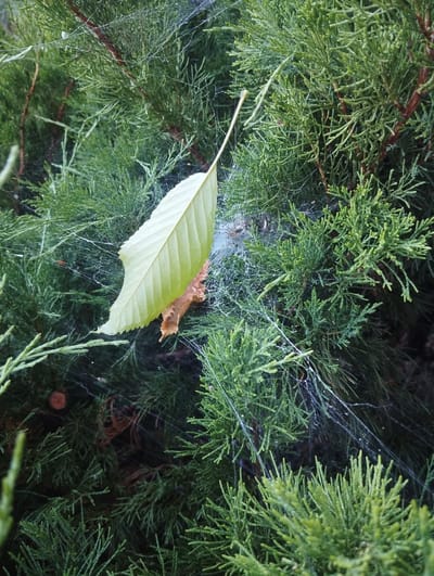 The image depicts a close-up view of a conifer branch, likely a juniper or cypress, covered in fine strands of spiderweb. The spiderweb is delicate and glistens slightly, suggesting it may be damp. A single, light green leaf is suspended from the branch by the webbing, hanging downwards. Behind it, a dried, brown leaf is also caught in the web. The background consists of more dense, green conifer foliage. The lighting is soft and diffused, indicating it could be overcast or early morning/late evening. The scene appears to be in an outdoor environment, possibly a garden or park, and shows no signs of human presence or activity. The specific location in Vinkivtsi, Ukraine, cannot be determined from the visual information alone, as the image lacks any identifying landmarks or context.