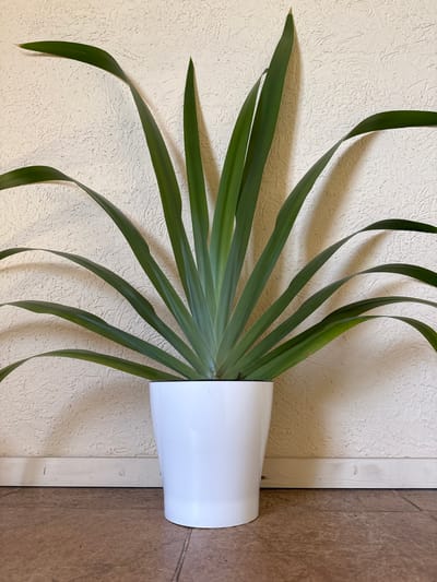 A potted plant with long, green leaves is placed horizontally in a white pot. The plant is positioned against a wall with a textured, beige-colored surface on one side and a smooth, brown-tiled surface on the other, separated by a white strip. The image does not show any details indicating the location in the city of Balezino, Russia.