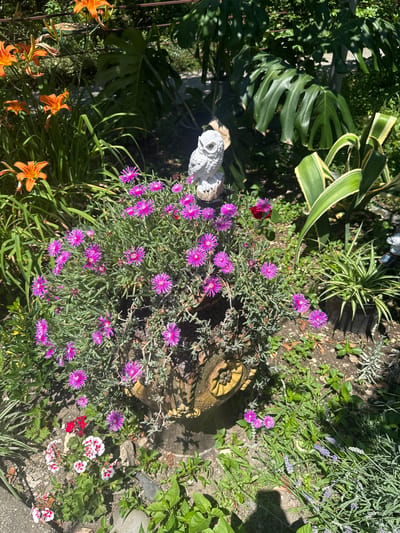 An outdoor, close-up, eye-level shot shows a vibrant garden scene bathed in bright sunlight. The focal point is a large pot overflowing with small, bright pink flowers with delicate, spiky petals. This pot appears to be made of a textured, possibly ceramic or concrete material, with a decorative yellow wheel-like emblem on its side. Behind this pot, a white, owl-shaped garden ornament is perched on a wooden post.
To the left of the pot, tall, green foliage and vibrant orange lilies with reflexed petals are visible. To the right, a large-leafed plant, possibly a Monstera, casts dappled shadows. Further to the right, a spiky green and yellow variegated plant stands in a black pot. In the foreground, scattered among the other plants, are smaller red and white flowers, as well as sprigs of lavender. The ground is covered with a mixture of soil, small stones, and green ground cover. The overall impression is one of a lush and well-maintained garden, likely in a residential area, under a clear, sunny sky.