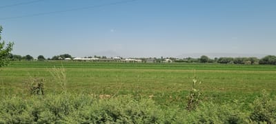 The image depicts a vast, sun-drenched landscape in Хаваскор, Tajikistan, characterized by expansive green fields under a clear blue sky. In the foreground, lush green vegetation, including some dry, twiggy plants, dominates the lower portion of the frame. Beyond this, a cultivated field stretches out, exhibiting a vibrant green hue. In the middle ground, a line of trees separates the fields from a distant settlement. The settlement consists of numerous white-roofed buildings, appearing as a cluster of structures nestled amongst more trees. A prominent, hazy mountain range forms the backdrop, with a single, small cloud visible in the sky above it. The overall scene conveys a sense of rural tranquility and agricultural activity.
