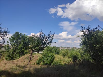 This media file is a landscape photograph taken outdoors in Blizhnii Khutor, Moldova. The scene depicts a grassy, slightly overgrown hillside in the foreground, dotted with various trees and bushes. A prominent, slender tree with sparse foliage stands on the left side of the hill, its branches reaching upwards. Behind the hill, a collection of houses with visible rooftops suggests a rural or semi-rural settlement.

The background is dominated by a clear blue sky filled with fluffy white cumulus clouds, indicating fair weather. Sunlight illuminates the scene, casting shadows from the trees and foliage onto the grassy ground, suggesting it is daytime, likely late morning or early afternoon. The overall mood is peaceful and natural, with no people or specific activities visible. The foliage of the trees is lush and green, characteristic of a warm season. There is no visible text in the image.