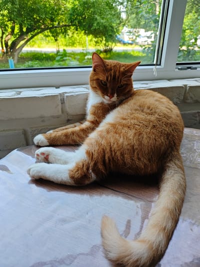 An orange and white cat is lying on a wooden table. The cat is facing away from the camera and looking to its left. The cat's front paws are extended forward, and its hind legs are tucked under its body. The cat's tail is curled around its body. The cat is in a room with a window in the background. Outside the window, there are trees and a blue sky. The scene is likely in Borovsk, Russia, given the context.