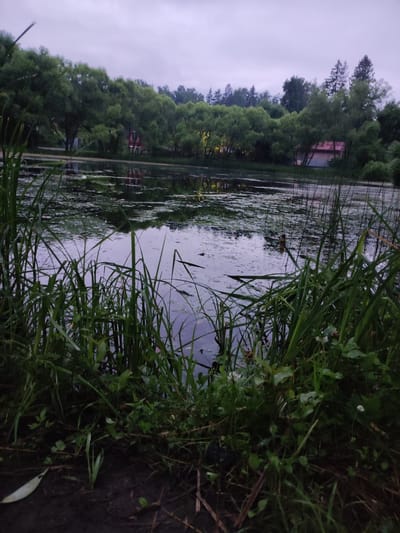 The image depicts a serene natural scene in the city of Alabino, Russia, likely during overcast weather given the muted light. In the foreground, tall, green grasses and other low-lying vegetation grow along the muddy bank of a body of water. The water's surface is partially covered with lily pads and reflects the surrounding environment. In the mid-ground, across the water, a line of lush green trees forms a dense barrier, with glimpses of buildings peeking through the foliage. One building, in particular, appears to be a house with a pink roof. The background is dominated by a cloudy sky, suggesting a diffused light source. The overall impression is one of a quiet, natural landscape, possibly a park or a reservoir area within or near Alabino. There are no people or animals visible in the scene, and no specific actions are taking place. The focus is on the tranquil interplay of vegetation, water, and sky.