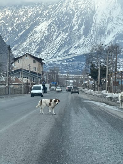 The image depicts a daytime scene on a two-lane asphalt road in the city of Garbani, Georgia, flanked by snow-covered mountains under an overcast sky. A large, white dog with prominent brown patches on its back and head is centrally positioned, walking across the road from left to right while looking directly at the camera. In the left lane behind the dog, a white commercial van is stationary or moving slowly, with a person partially visible near its open side door. Further down the road, multiple cars are visible in both lanes, with traffic moving in opposing directions. A second, light-colored dog stands on the right shoulder of the road, facing left. The road surface appears wet or slushy, and snow/ice patches are present along the verges. Utility poles and power lines run along the left side of the road, where a light-colored, two-story building with a brown roof and satellite dishes is situated. A distant town is visible in the valley below the mountains.