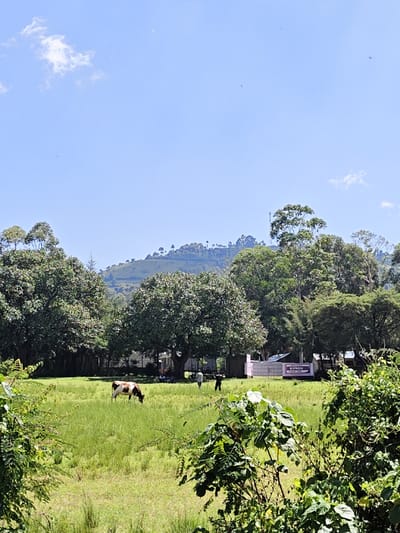This image depicts an outdoor rural or semi-rural scene in Kaplerartet ward, Kenya, under a clear blue sky with minimal cloud cover. In the foreground, dense green foliage partially frames the view. The midground features a large, open field of tall green grass where a single brown and white cow is observed grazing. Two human figures are present in the field behind the cow; one individual is dressed in light-colored clothing, and the other appears as a darker silhouette further to the right. Behind the field, a dense line of large, mature green trees spans horizontally. Partially visible through and beyond these trees, to the right, are structures including a white and pink building or large tent. A banner with the word "SONDU" in white capital letters on a purple background is visible below the white and pink structure. In the distant background, a large, tree-covered mountain or hill rises prominently against the sky.