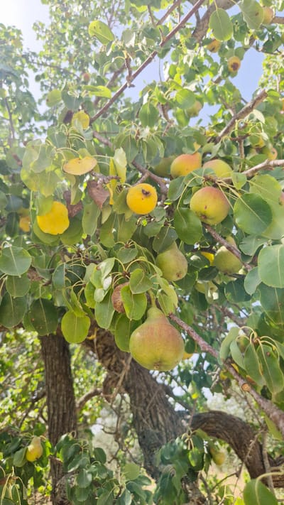 The image shows a close-up view of a pear tree laden with ripe pears. The pears are a mix of green and yellow, with some showing hints of red blush. They hang from branches covered in lush green leaves, with a few yellowed leaves scattered throughout. The tree's rough, textured bark is visible in the background. The scene is bathed in natural sunlight, suggesting an outdoor setting. The photograph captures a moment of abundance in nature, highlighting the fruit-bearing season of the tree. The specific location in the city of Sava, Italy, is not discernible from the visual information provided in the image.