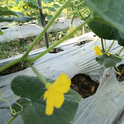 The image shows a field of cucumber plants growing in Teupinjok, Indonesia. The plants are trained on a trellis system with white plastic sheeting laid on the ground between the rows. Yellow cucumber flowers are visible, indicating the plants are in the process of producing fruit. The soil beneath the plants is exposed through holes in the plastic sheeting. A support stake is also visible.