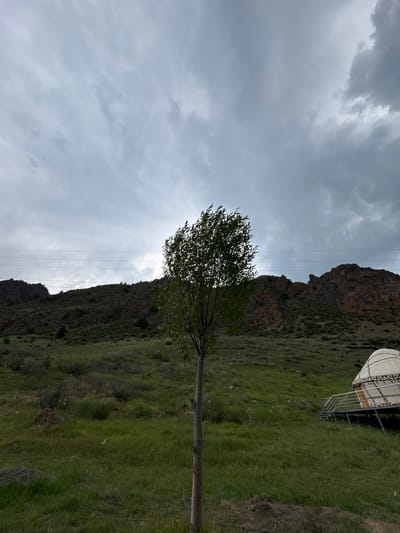 The image depicts a landscape with a clear focus on a solitary tree positioned in the foreground, center-left. Behind the tree, a grassy hillside slopes upwards, dotted with sparse vegetation. In the mid-ground, a rocky mountain range with a reddish hue dominates the background, partially obscured by a cloudy sky. To the right of the frame, a traditional yurt, a portable dwelling, is visible with its characteristic conical roof and patterned exterior, elevated on a platform with a metal railing and steps. Power lines are strung across the sky, stretching horizontally. The scene appears to be set in a natural, possibly rural environment.