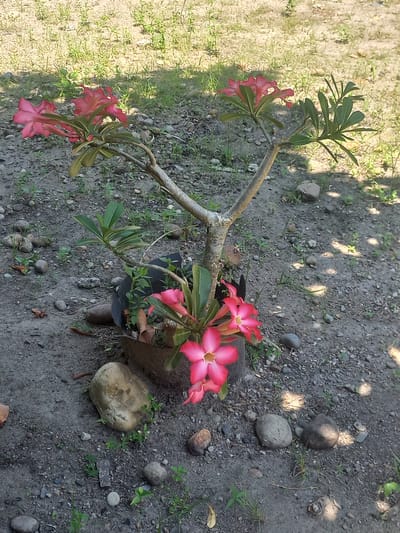 A potted Adenium plant with bright pink flowers is located on an area of dirt and small rocks in Blangcot Tunong, Indonesia. The plant has three main branches with clusters of flowers and green leaves at the ends. The pot is dark-colored, and a large rock rests near it. The ground is a mix of soil, pebbles, and occasional small patches of grass. Sunlight dapples the scene, creating shadows across the ground.