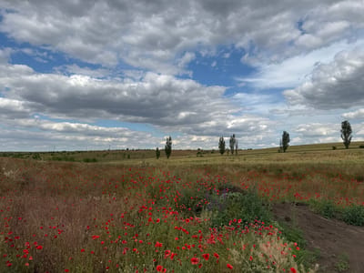 The image depicts a vast field of red poppies stretching towards a horizon line. The field is dense with the vibrant red flowers, interspersed with dry grasses and green foliage. In the upper left portion of the image, a dark, tilled patch of soil suggests cultivated land or a pathway. Further in the distance, a line of trees is visible against a backdrop of a cloudy sky. The bottom half of the image is dominated by a dramatic sky filled with large, cumulus clouds in shades of white and gray, with patches of blue sky peeking through. The orientation of the image is rotated 90 degrees counter-clockwise, making the field appear to be on the right and the sky on the left. No people or specific objects are clearly discernible. The scene appears to be set in a rural, outdoor location, possibly during daylight hours given the brightness of the sky. The overall impression is one of natural beauty and the expansive Ukrainian landscape. There is no visible text in the image.
