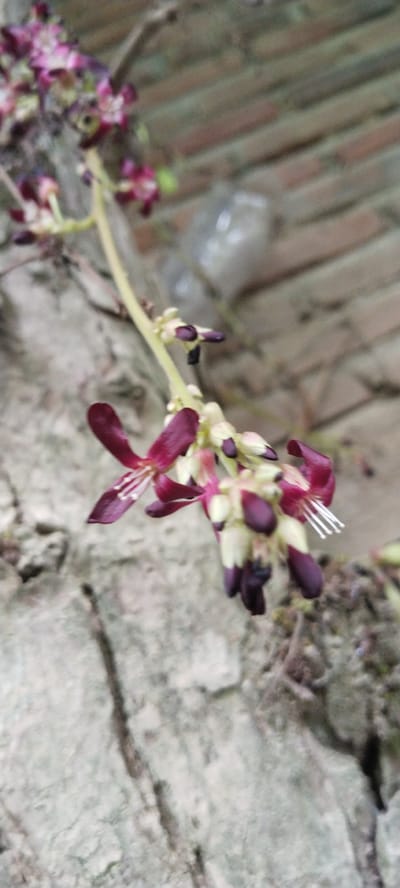 A branch of a flowering tree, possibly a Bilimbi tree (Averrhoa bilimbi), hangs down in front of a textured tree trunk and a blurred background of bricks and a plastic bottle. The tree branch displays clusters of small, star-shaped flowers and developing buds. The flowers have dark burgundy petals with delicate white stamens. The buds are a deep purple color, some appearing slightly elongated. The overall lighting suggests it is daytime. The scene appears to be outdoors, possibly in a garden or natural setting within Blangjruen, Indonesia, given the mention of the city. There are no people or animals visible in the image.