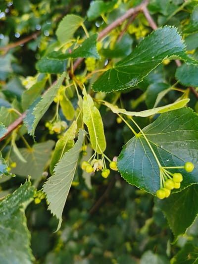 The image is a close-up, slightly blurred photograph of a branch with green leaves and small, immature fruits of a linden tree. The leaves are heart-shaped with serrated edges and prominent veins. Clusters of small, round, light green fruits are visible, some with delicate yellow petals. The background is a soft blur of more green foliage and brown branches, suggesting an outdoor natural setting. The scene appears to be a close-up of the tree's reproductive parts before the fruits mature. The location is identified as Tukums, Latvia, though no specific landmarks are visible within the frame to pinpoint the exact spot within the city. There are no people or animals present. The lighting suggests daylight, possibly dappled sunlight given the bokeh in the background.