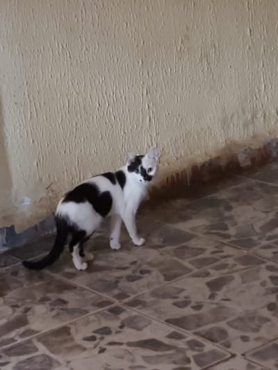 A black and white cat stands on a tiled floor next to a textured, cream-colored wall. The cat has distinct black markings on its face, body, and tail, with a large black patch on its left side resembling a heart shape. The cat is looking towards the camera with its head slightly tilted. The wall behind the cat exhibits a rough, uneven texture. The tiled floor is composed of irregular, stone-like tiles in shades of brown and grey. The lighting suggests an outdoor or semi-enclosed space. This image was captured at Barikin Sabon Gidan Kanat, Nigeria.