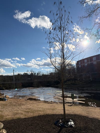 A bright, sunny day illuminates a scene with a mix of nature and architecture. Bare tree branches reach into a blue sky dotted with fluffy clouds. A brick building stands to the right, adjacent to a flowing body of water. A path lined with soil and sparse vegetation runs alongside the water. A black garbage bag sits near the path's edge. The image captures a blend of natural and urban elements.