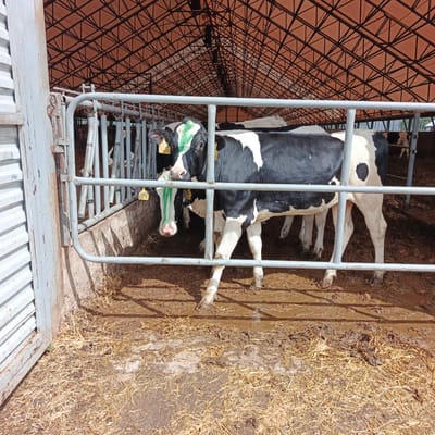 This image depicts a cow pen in Orlovka, Russia. A black and white cow stands in the pen, facing the camera. The cow has green markings on its forehead and a yellow tag on its ear. The pen is covered by a roof with a metal frame. The floor of the pen is covered with straw and mud. In the background, other cows can be seen.