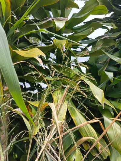 The image displays a dense arrangement of vegetation in Nam Sa Lat, Myanmar, observed from a low angle. The scene is dominated by various green plants. In the background, large, broad leaves with a dark to medium green hue are visible, some exhibiting lighter green or yellowish discoloration and minor curling or tearing along their edges. Overlapping these are narrower, elongated leaves and stems of a different plant type, ranging in color from vibrant green to pale green and dry, straw-like beige. Numerous delicate, branched inflorescences, characteristic of a grass species, with pale green to whitish seed heads, are prominently scattered throughout the mid-ground and foreground. A small, bright patch of sky is discernible through the foliage at the top of the frame. No human figures, animals, or man-made objects are present. The lighting suggests natural daylight.